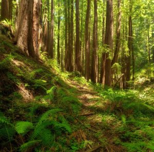 Green Future